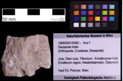 Foto (Objekt + Etiketten) von Decapoda indet. (NHMW-GEO-1990-0041-0360)